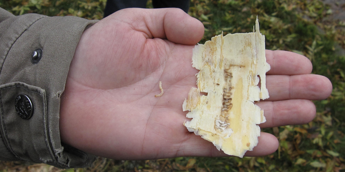 Image of a larvae with a destroyed ash tree